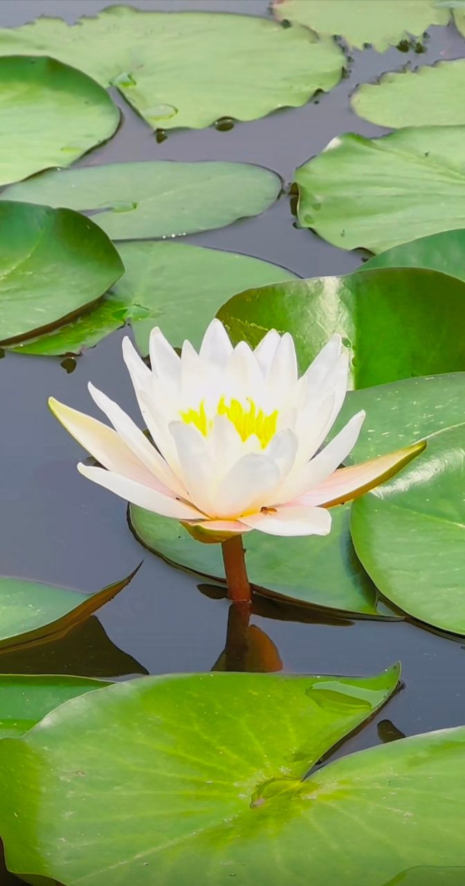 绽放在池塘中的睡莲,清新如诗,静谧如画.