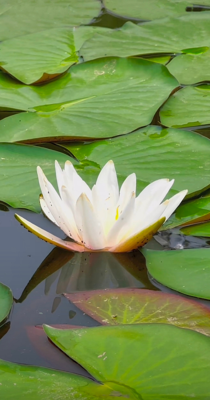 绽放在池塘中的睡莲,清新如诗,静谧如画.