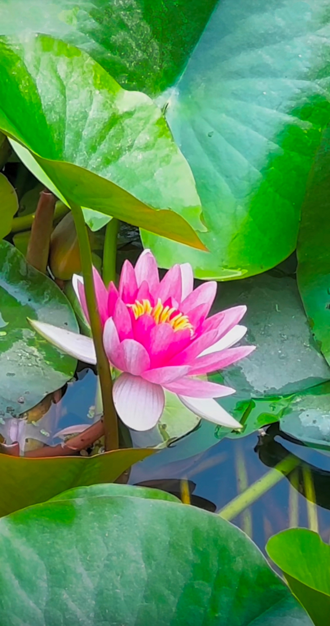 绽放在池塘中的睡莲,清新如诗,静谧如画.