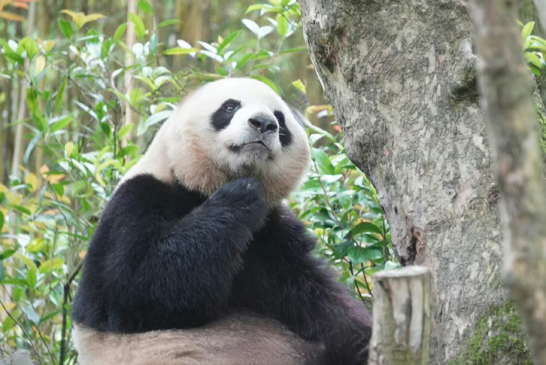 人里人气的村花!