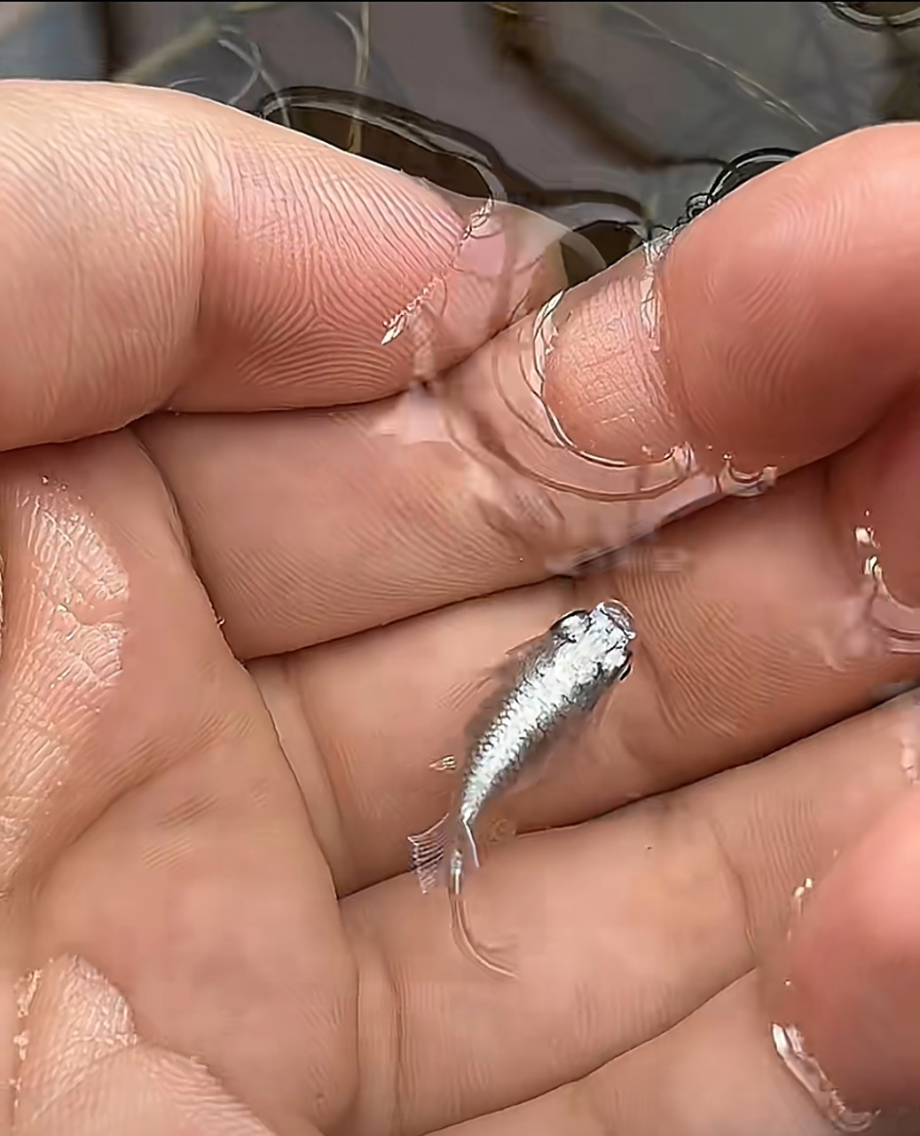 这小银鱼太漂亮了吧?看着就招财.到底是啥品种啊?