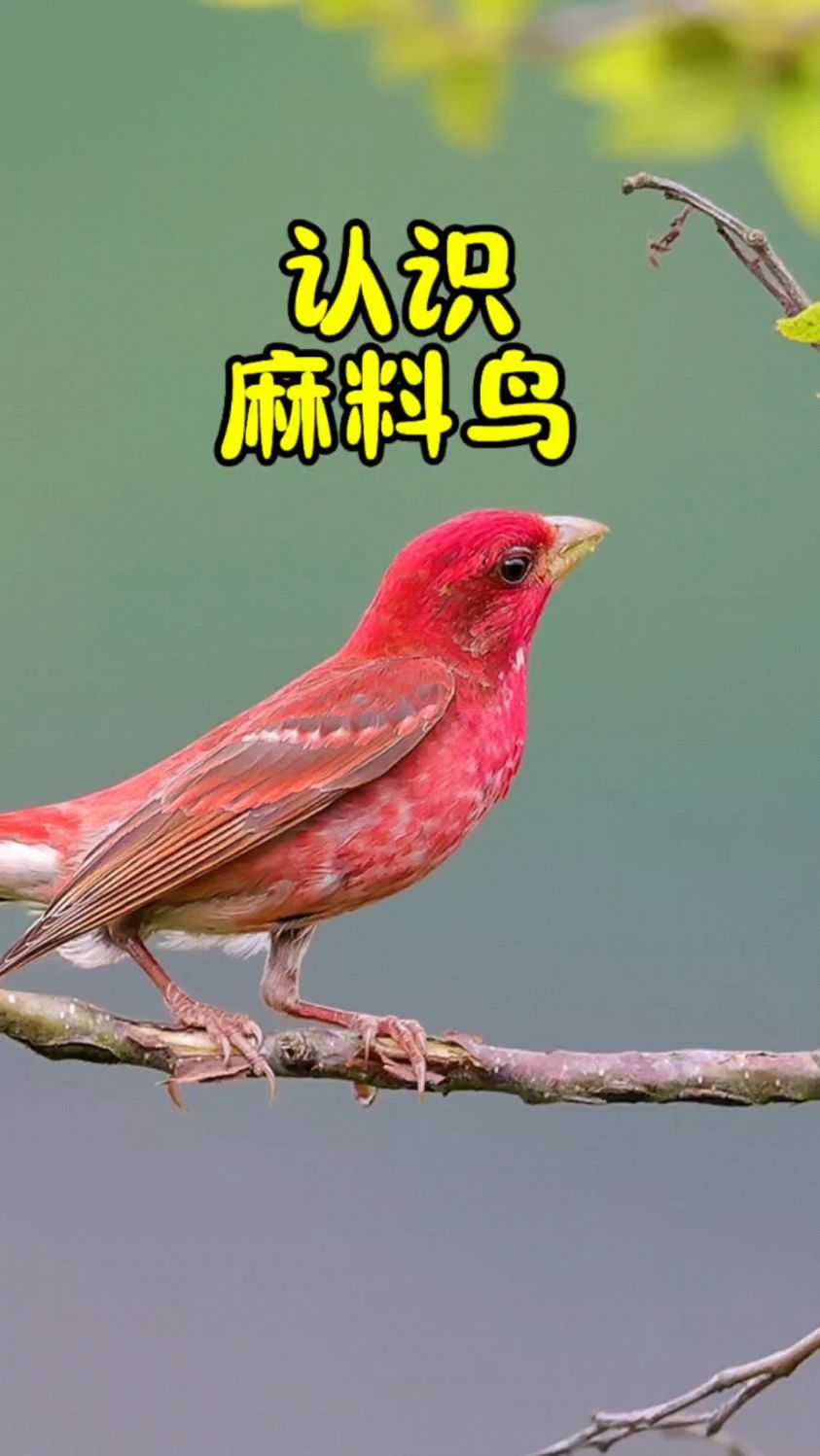 普通朱雀,也叫麻料鸟,自然界中唯一一只才貌双全的小鸟