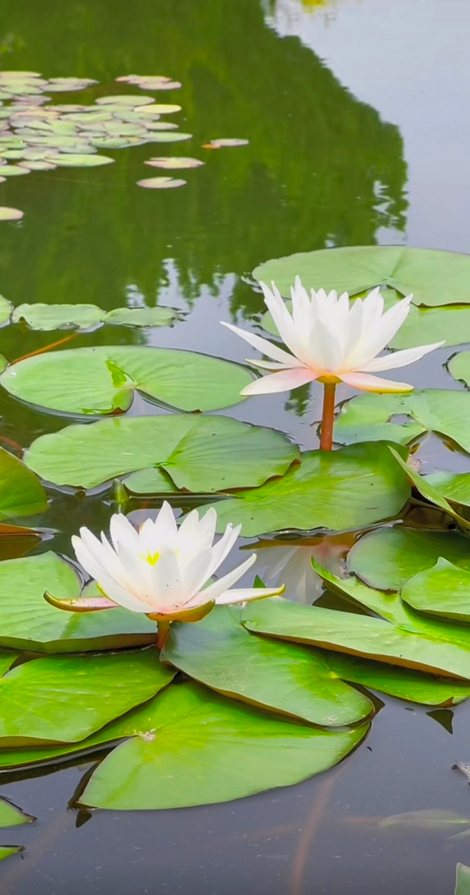 绽放在池塘中的睡莲,清新如诗,静谧如画.