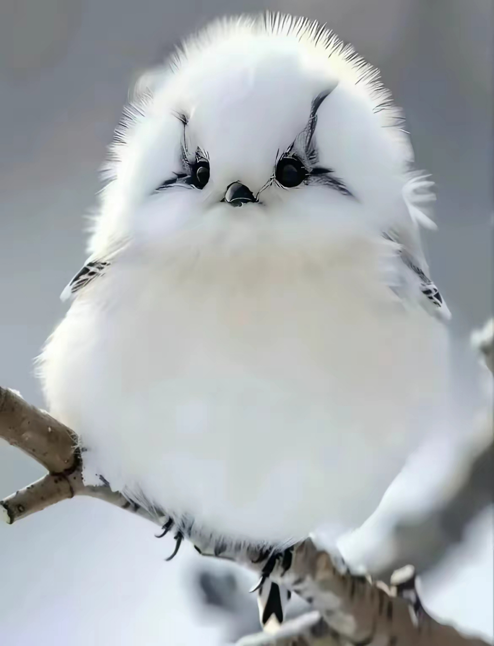 919191百度小百科来喽:  肥啾是指银喉长尾山雀.