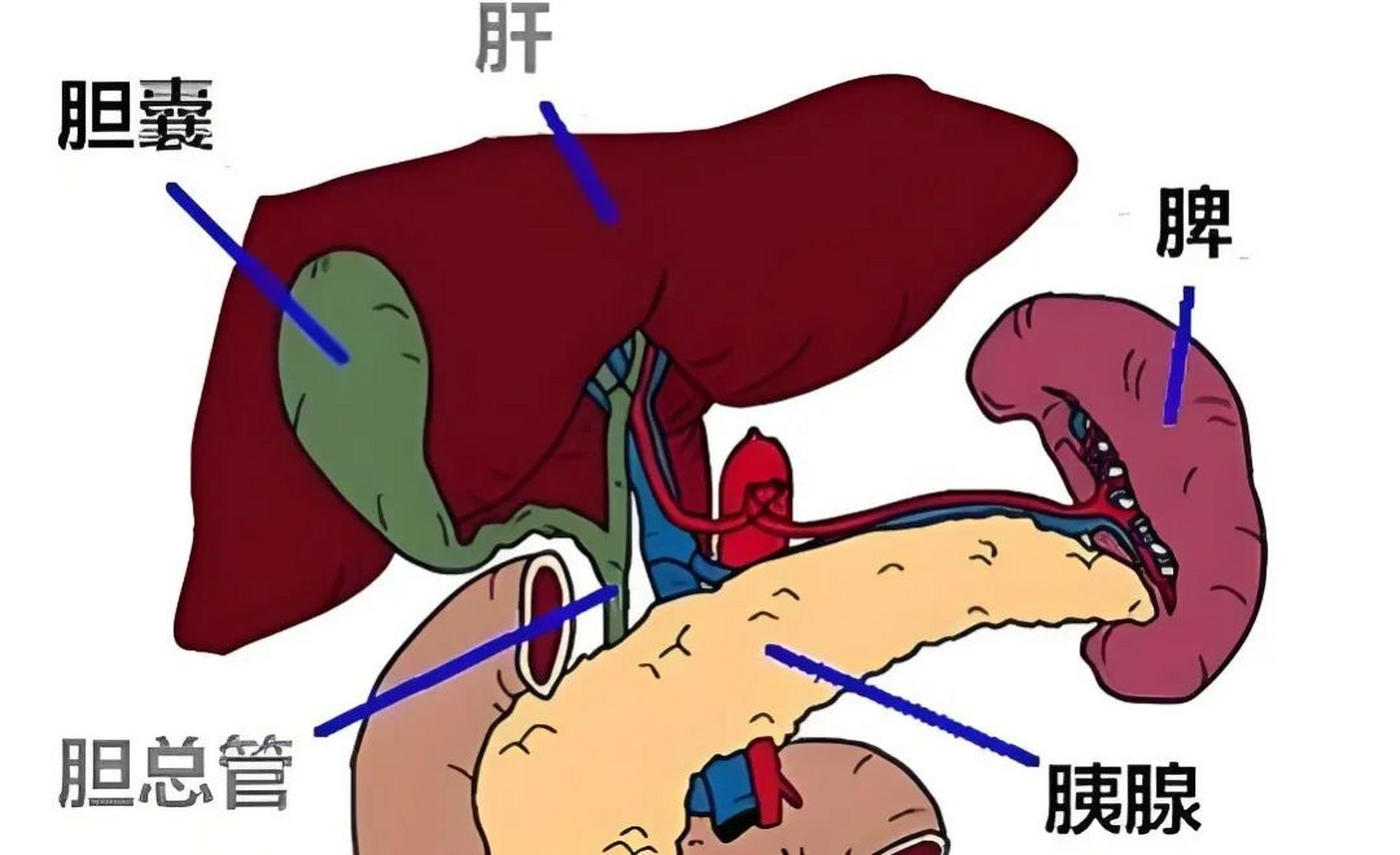 人切除脾脏为什么还能存活?