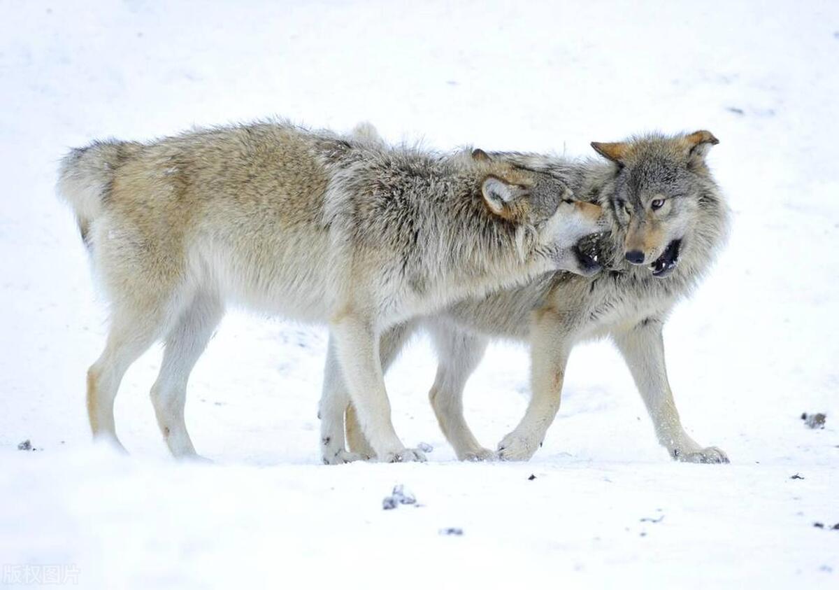 孤狼长啸引发大雪崩,埋葬了新狼王和背叛它的狼妻狼群
