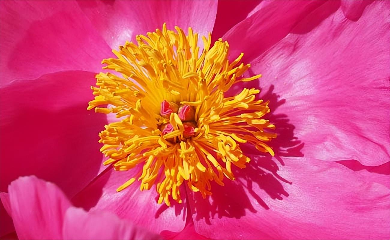 世界上罕见的10种开最大花的植物