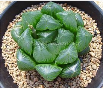 20 种耐阴多肉植物,适合室内和北面院子