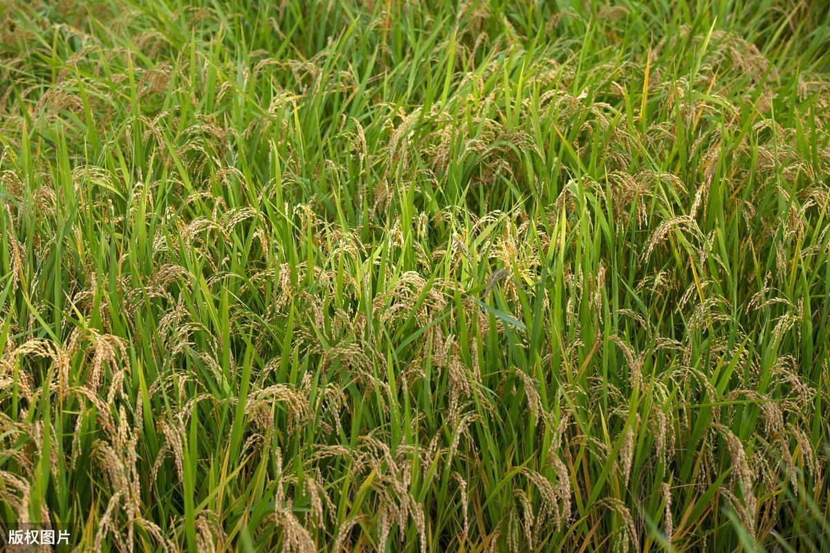 九稻171水稻品种图片