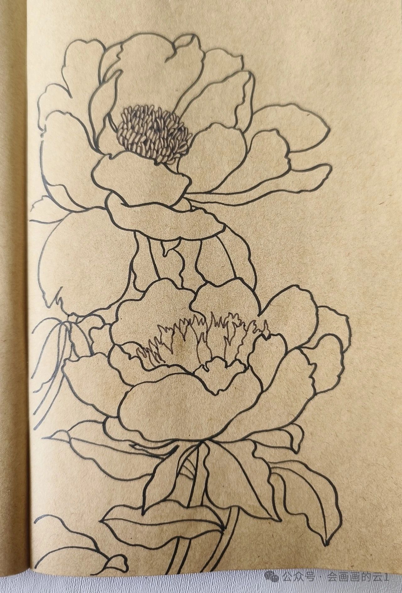 线描教程,手把手教你画芍药花,不要太好看哦