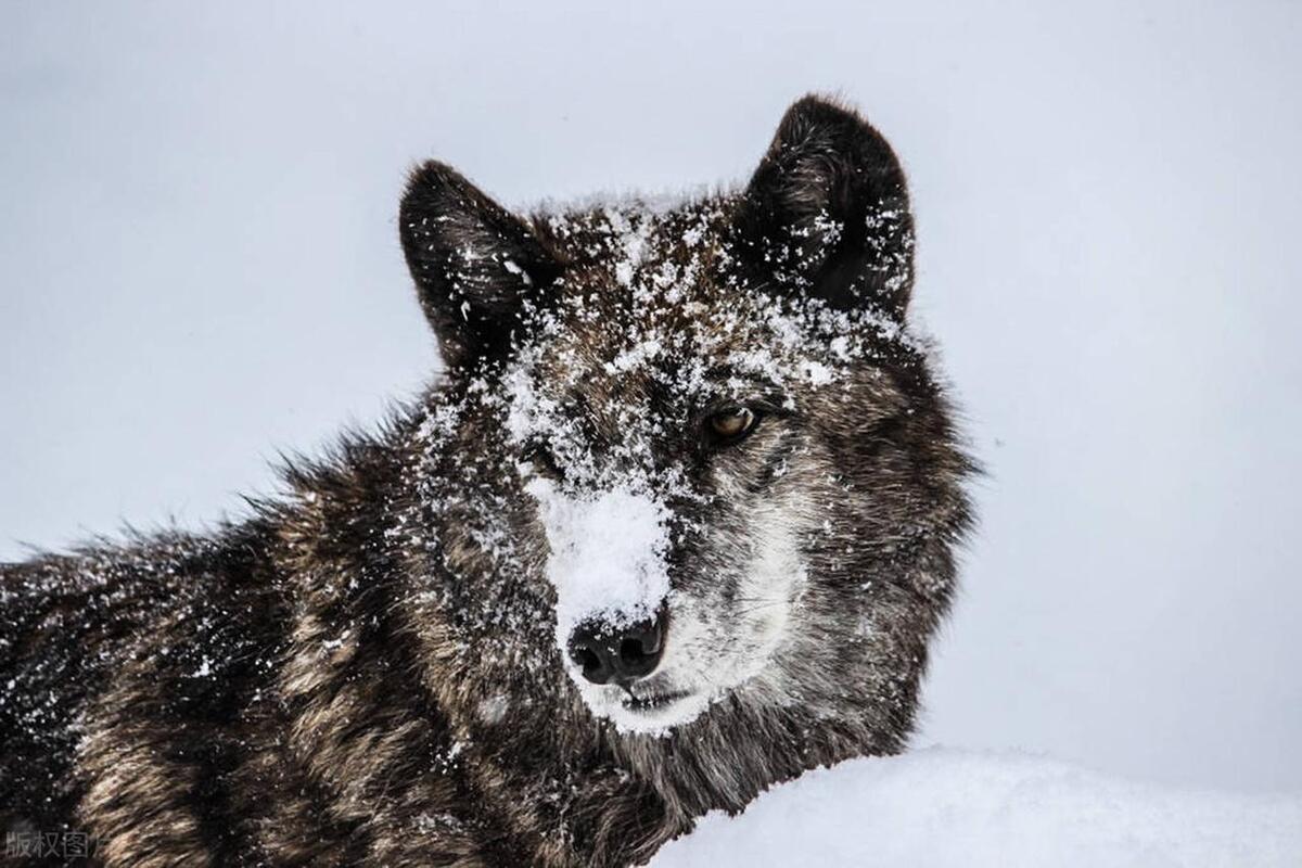 孤狼长啸引发大雪崩,埋葬了新狼王和背叛它的狼妻狼群