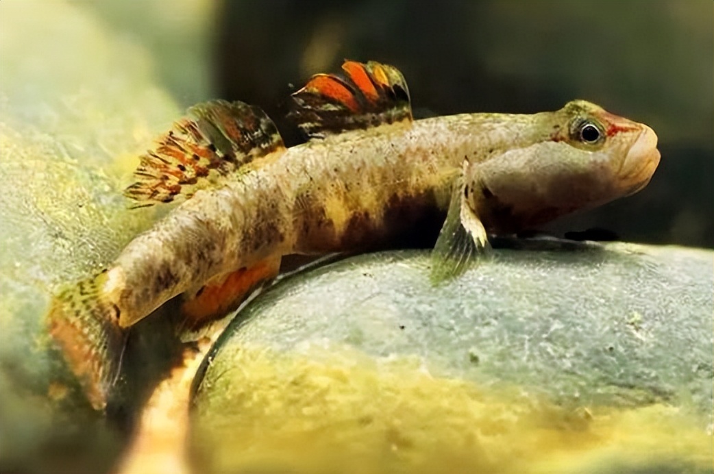 如何养出色彩斑斓的虾虎鱼?为什么你的虾虎鱼总是"黑面"?