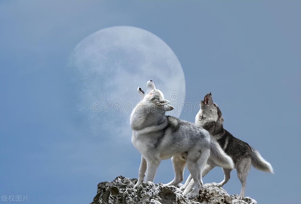 草甸狼暗杀村民羊,嫁祸山林狼,猎人将计就计坐看狼杀狼