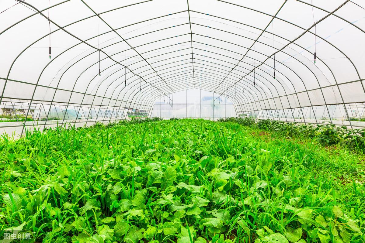 农业新风向：探索农产品种植的新篇章