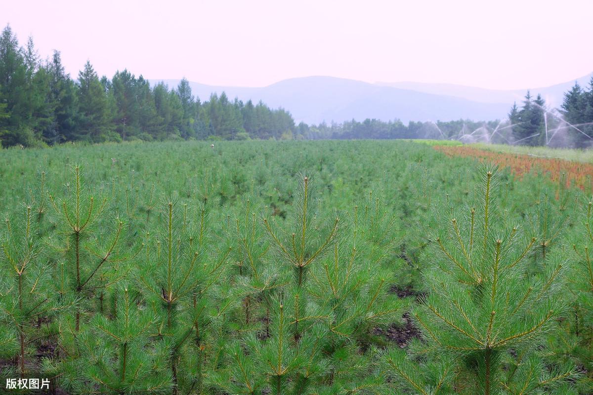 樟子松容器育苗技术,育苗时间短,保障苗木质量好和产苗量高