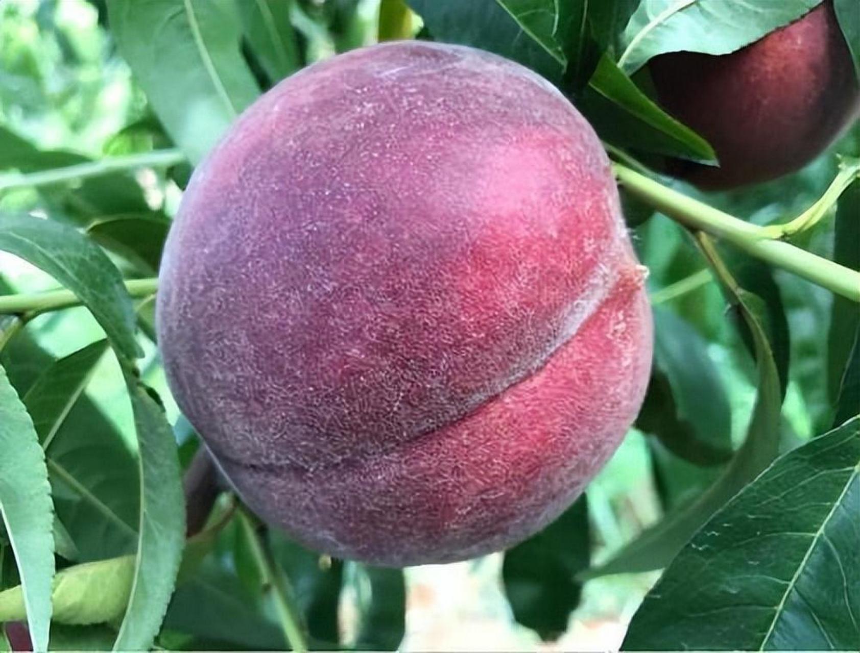 黑桃皇后是一种新型水果,外表黑紫红色,营养价值高,口感鲜甜清爽.