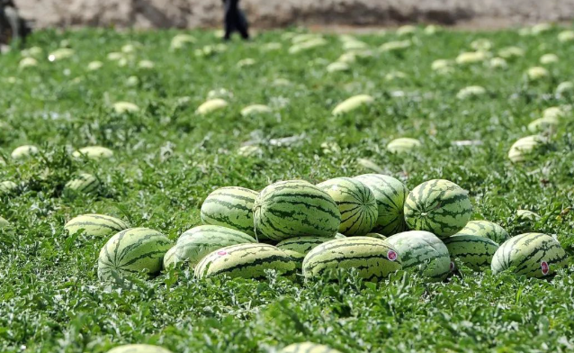 乖乖隆地咚,中国人每年要吃掉160亿个西瓜