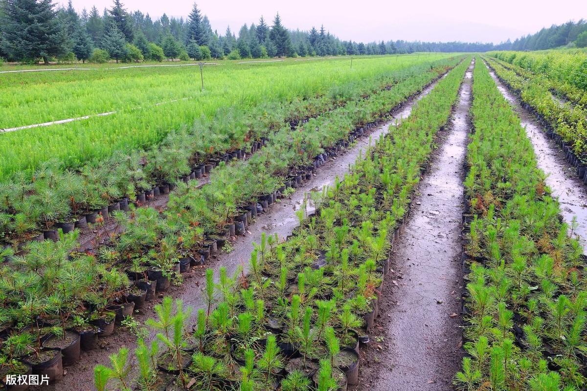 樟子松容器育苗技术,育苗时间短,保障苗木质量好和产苗量高