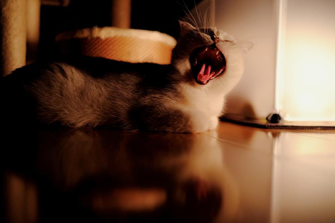猫咪半夜不睡觉,烦不胜烦?这几招能帮上你