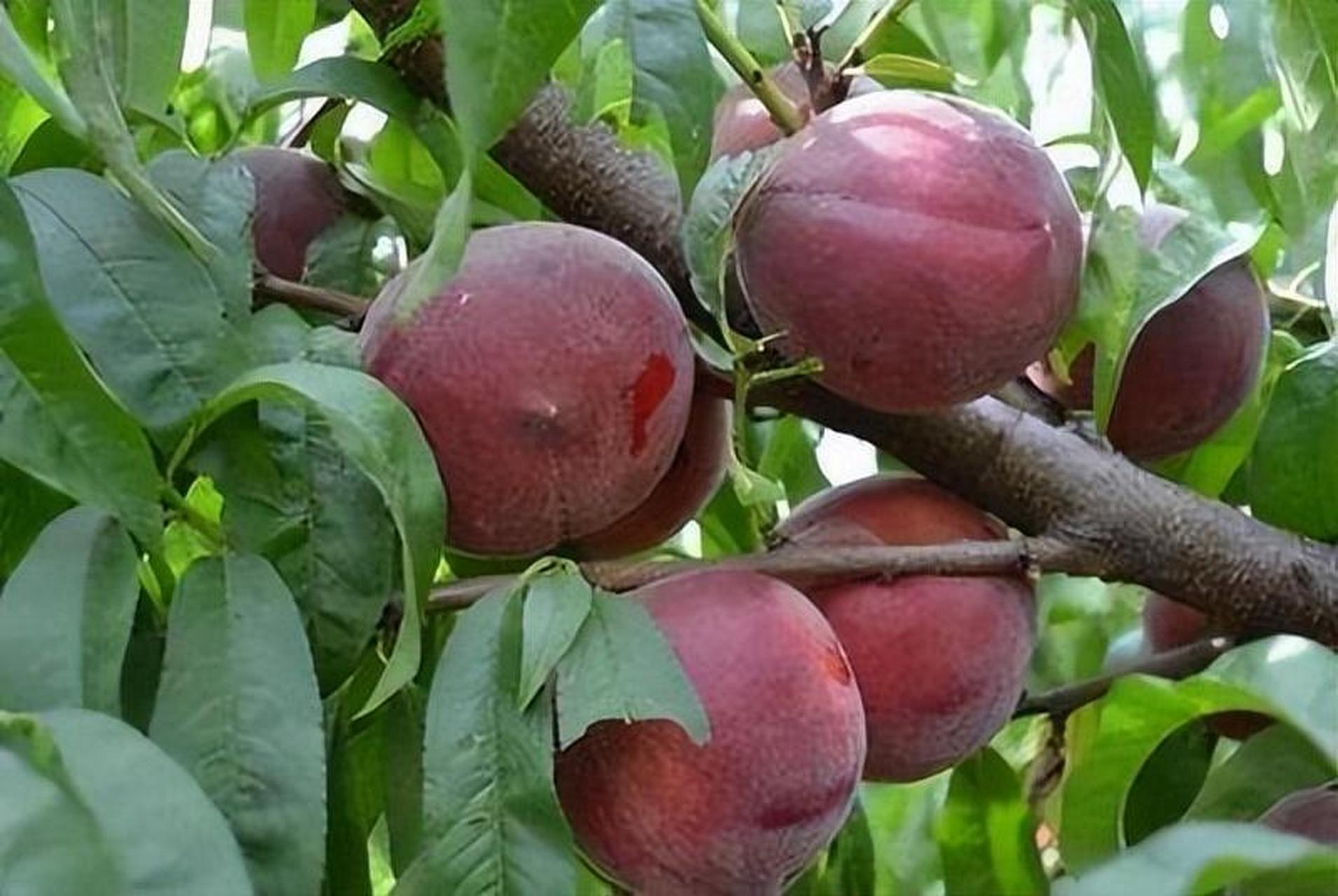 黑桃皇后是一种新型水果,外表黑紫红色,营养价值高,口感鲜甜清爽.