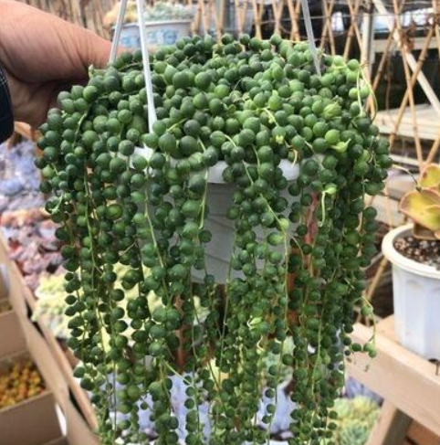 20 种耐阴多肉植物,适合室内和北面院子