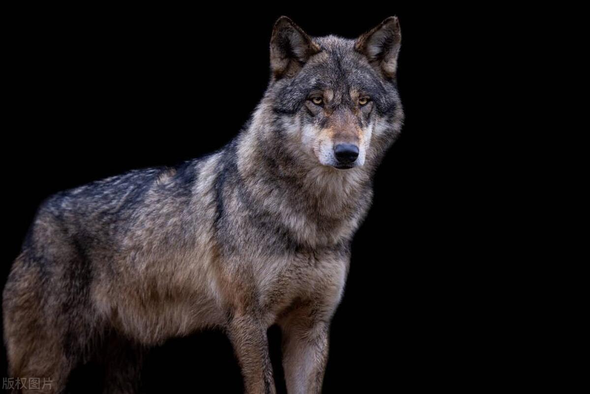 狼性:知青打了咬牛野狼一棍子,野狼竟追到住地伏击他