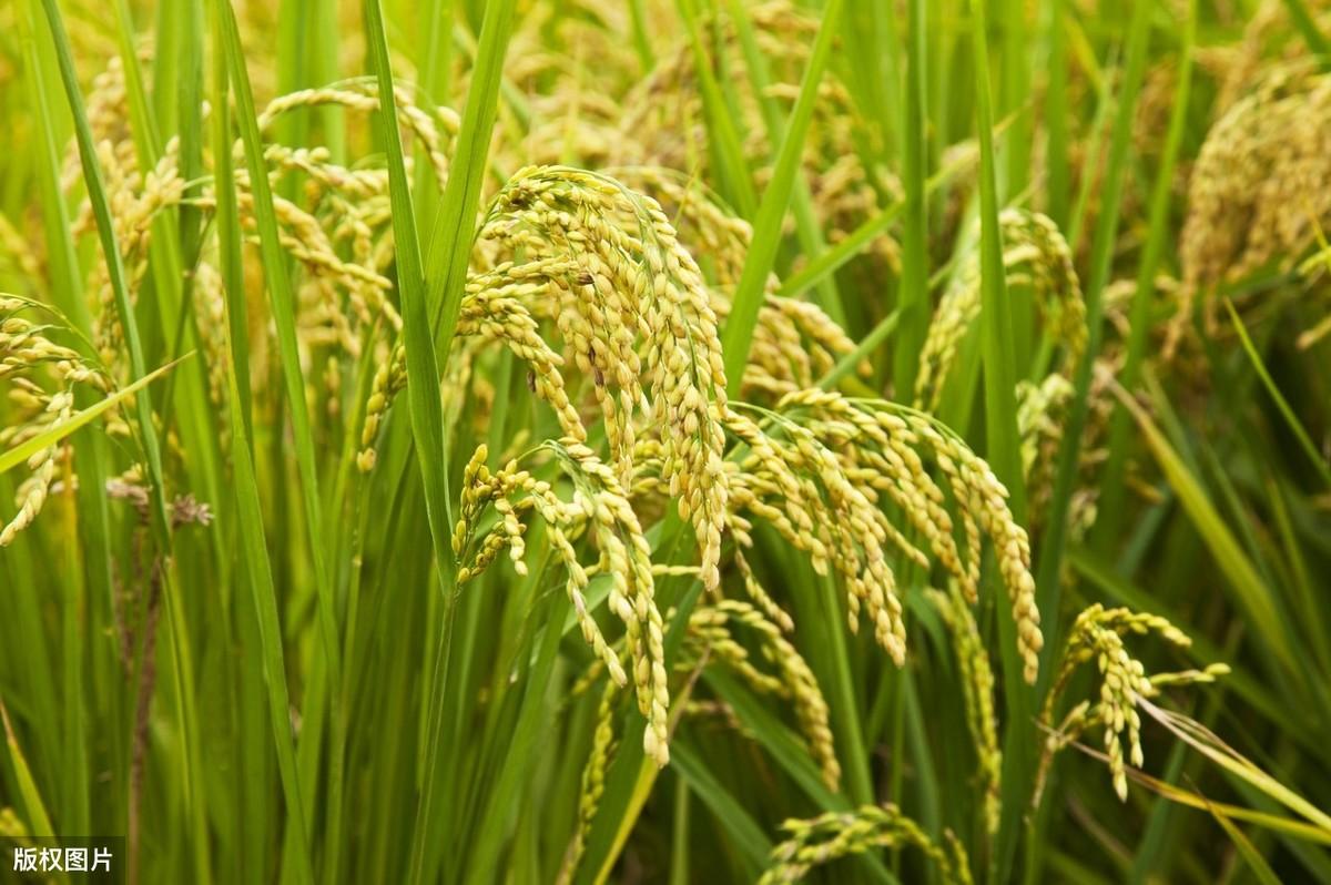 水稻绿色种植,优越的土壤环境,是实现水稻高产优质的基础要求