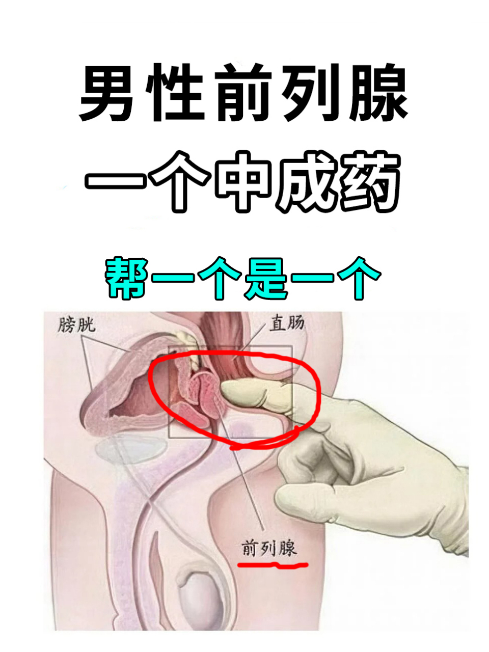 前列腺位置男身体图片