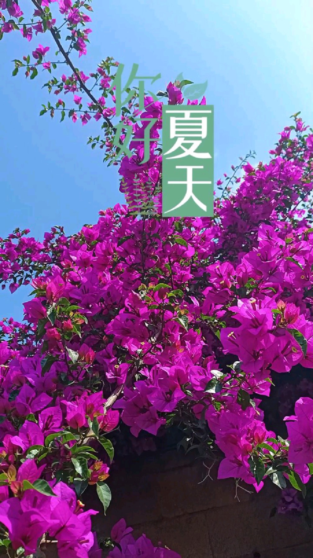 四首绝美的夏日诗词,写尽夏日无限风情,最后一首更是耐人寻味
