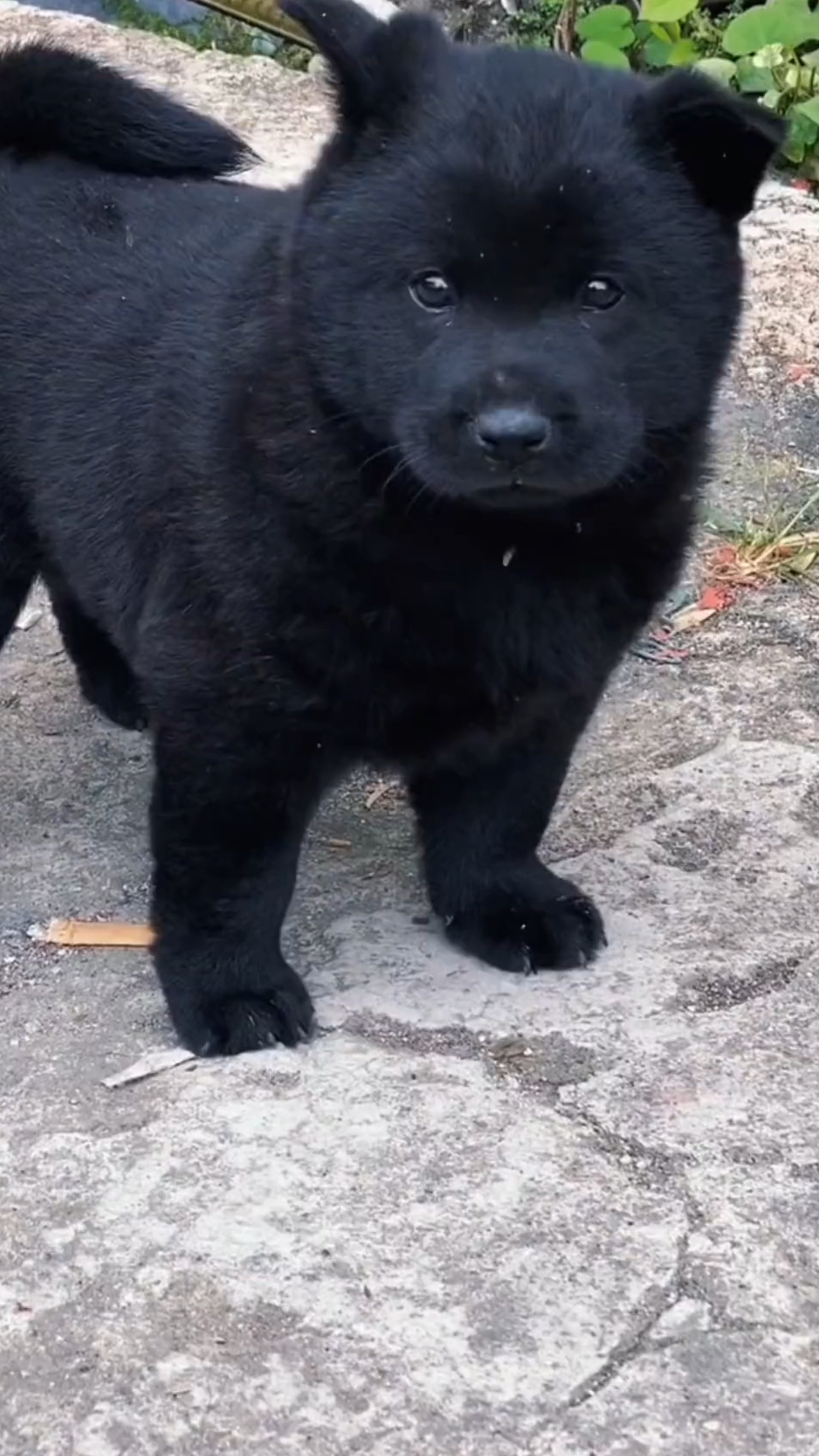 中华田园犬五黑狗出售图片