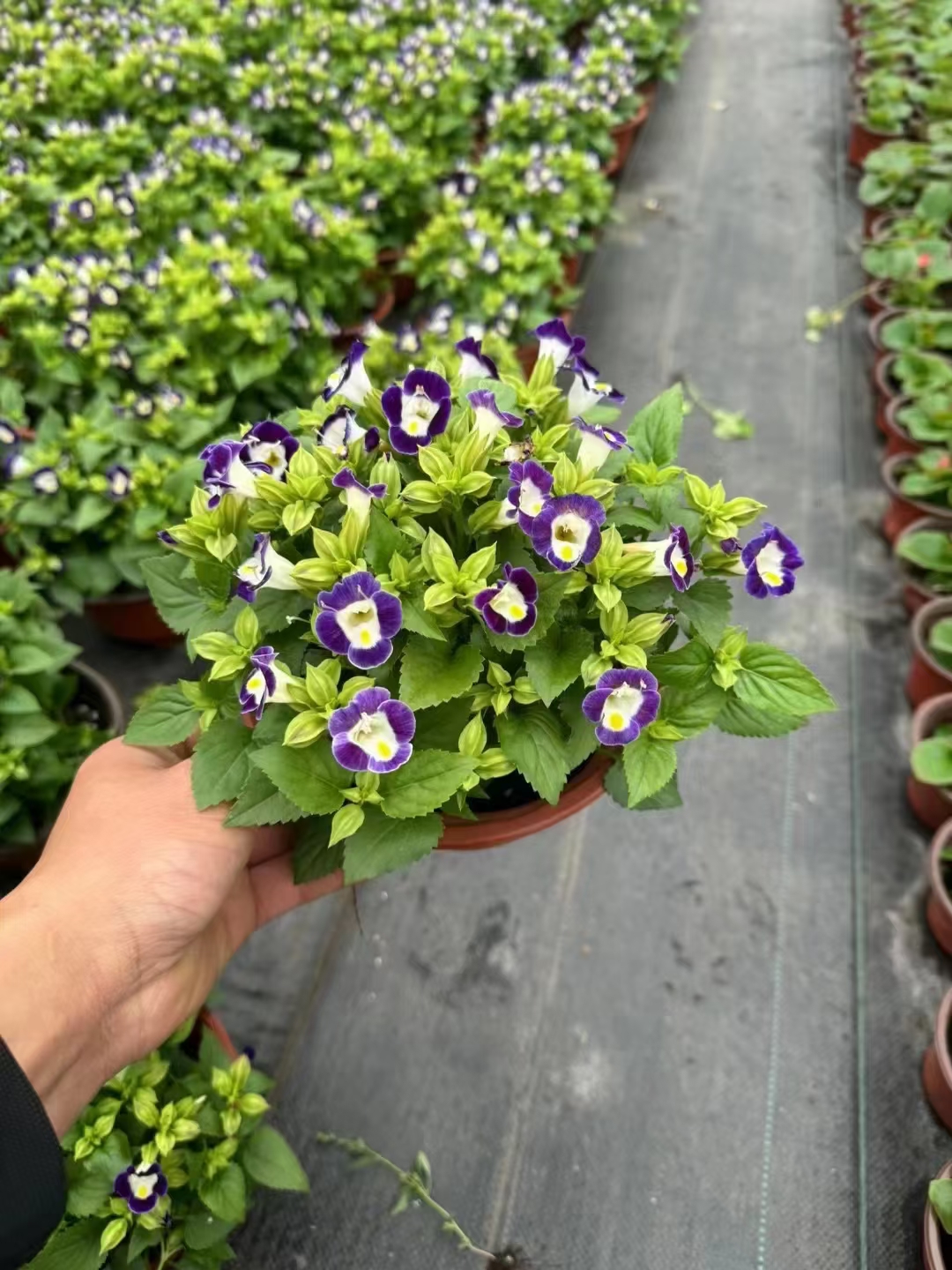 夏堇整个花期长达3个月,夏堇常用于城市绿化,公园,花坛等