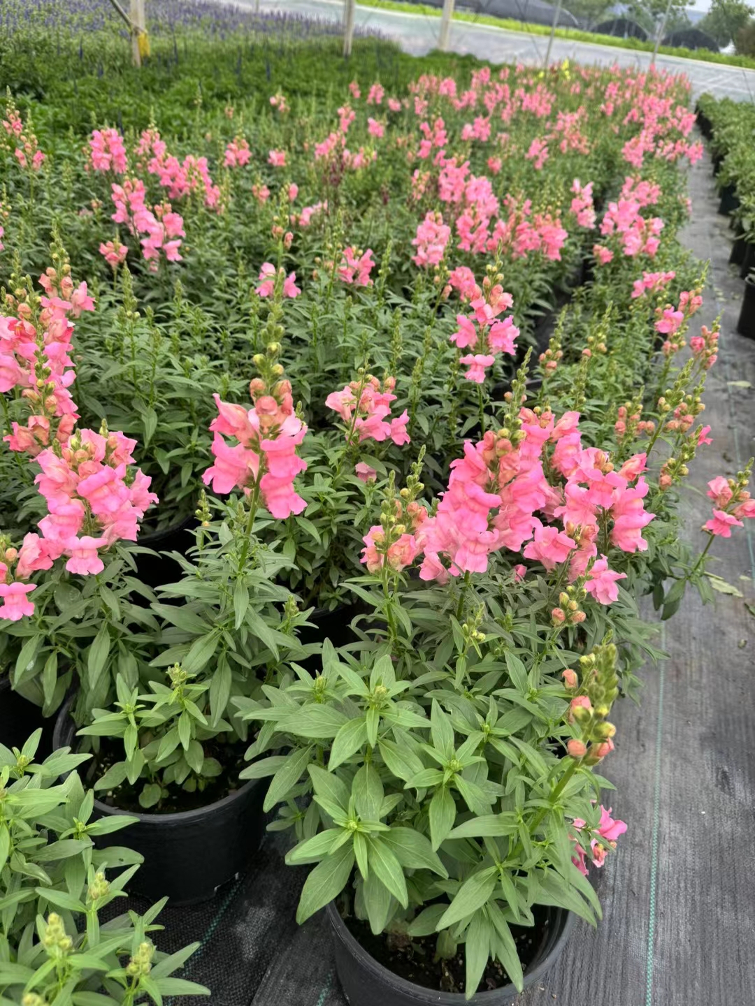 以下是对金鱼草的详细介绍: 基本信息 学名:antirrhinum majus l
