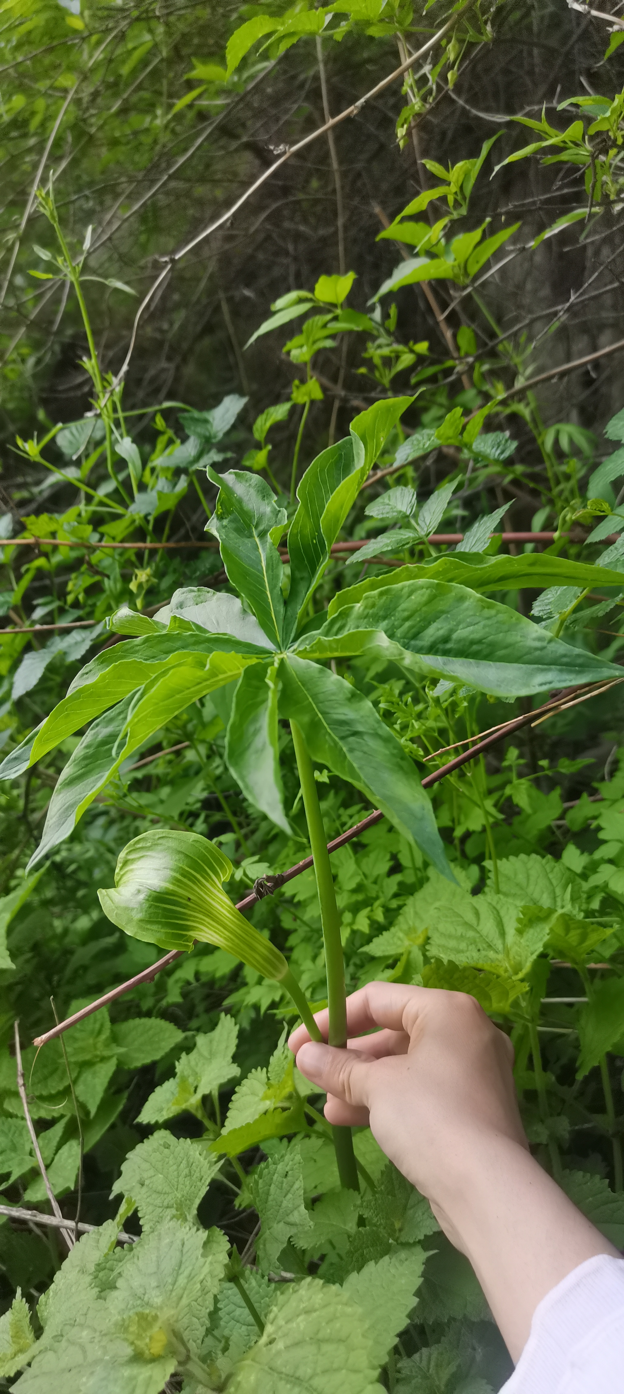 野生天南星图片