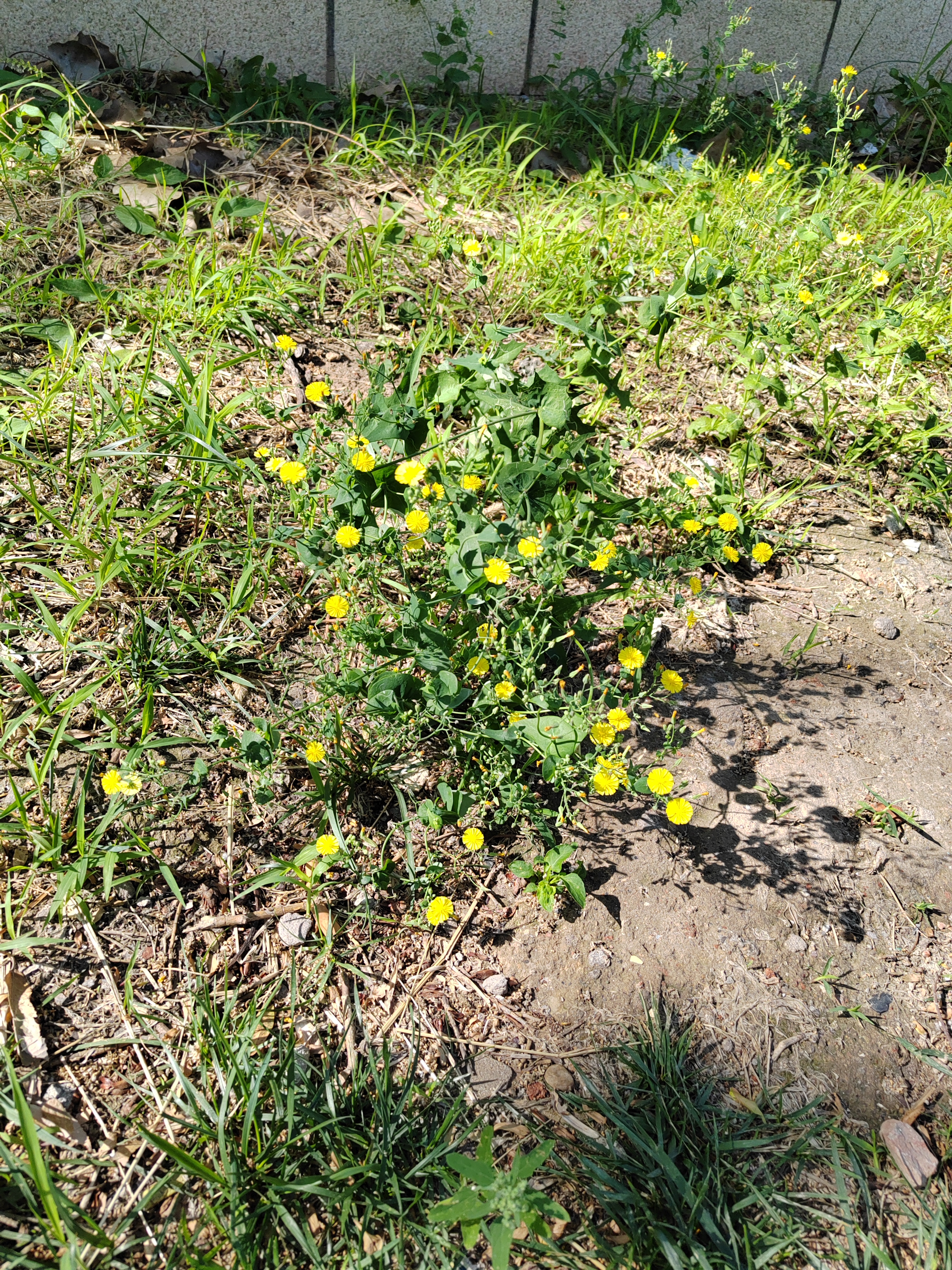 路边小野花,又是新的一天