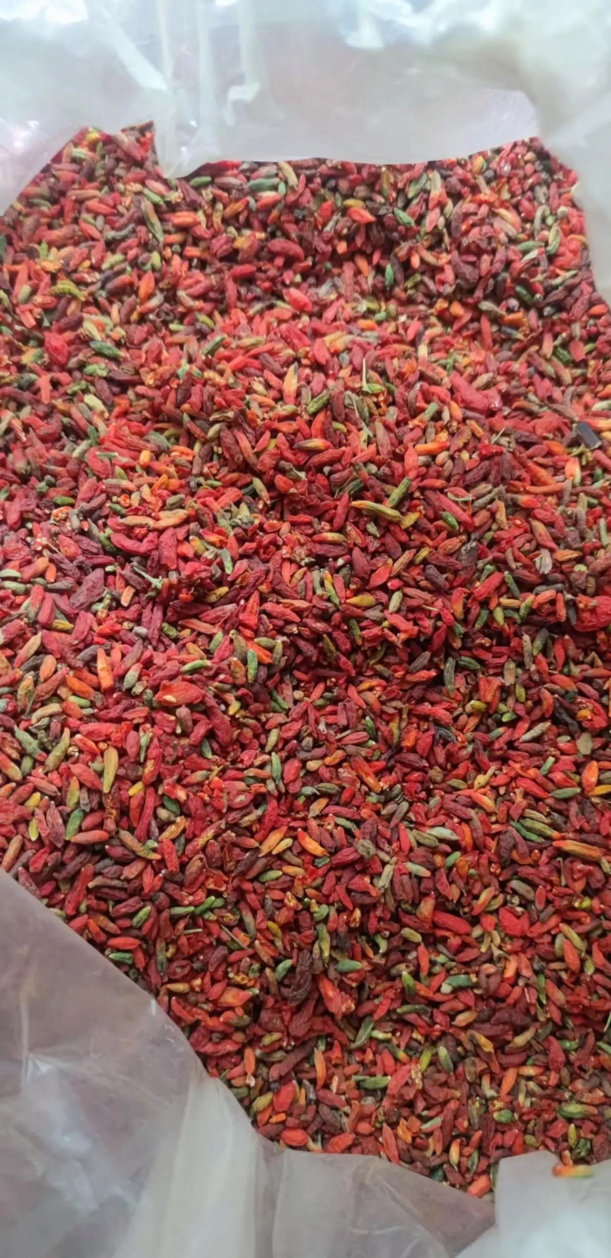 这个红色的一粒粒的小东西是啥玩意儿.有多少朋友们认识它?