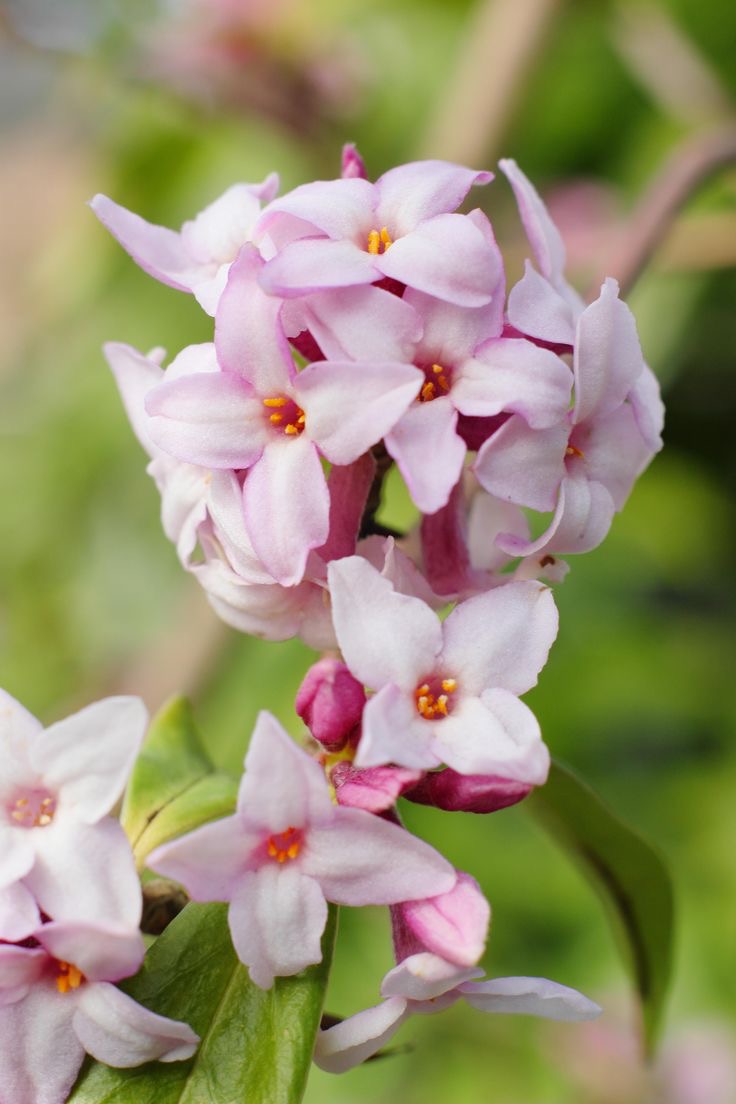 瑞香花真实图片