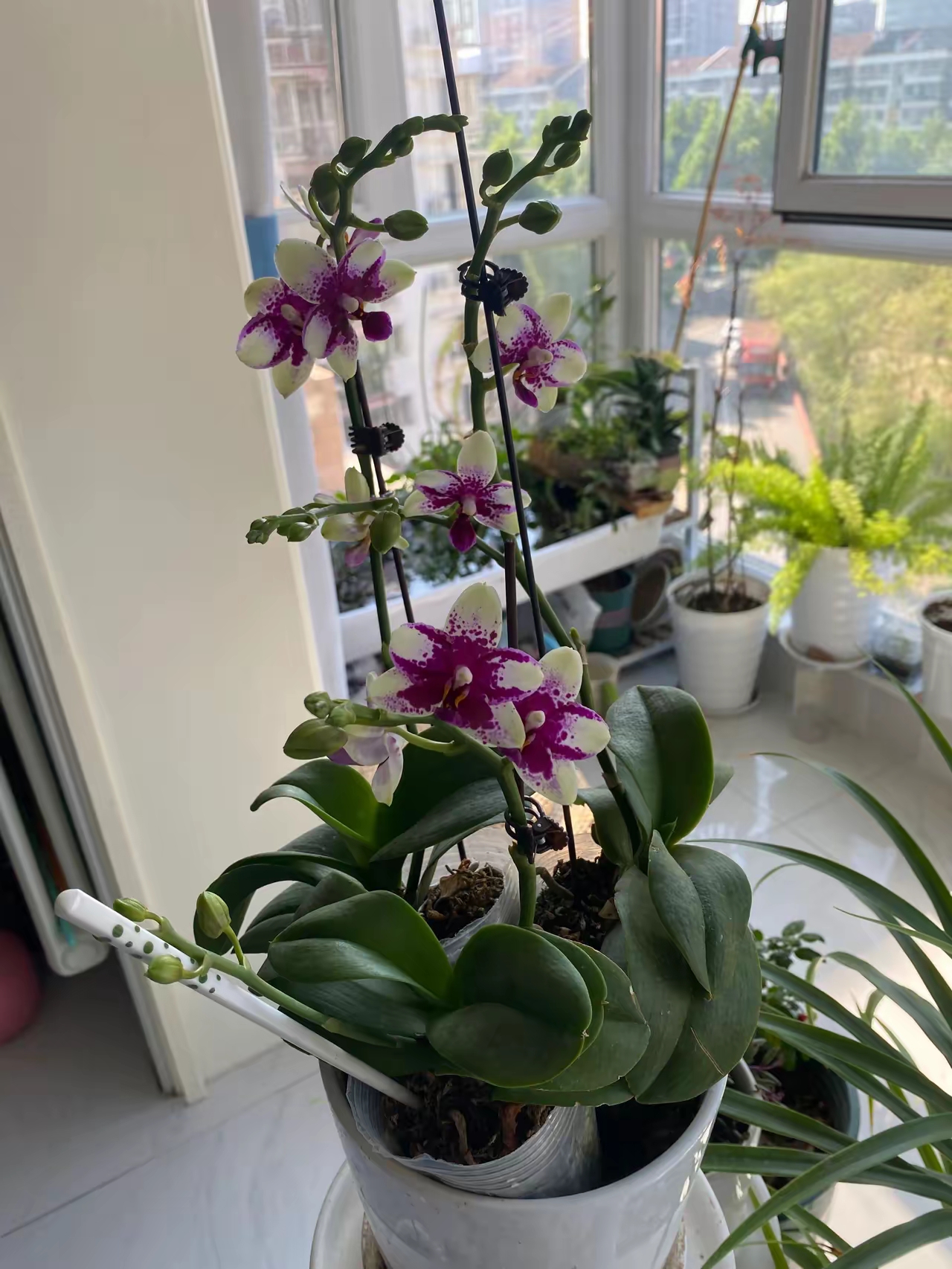 雪玉蝴蝶兰开败后,紫钻蝴蝶兰接棒复花.