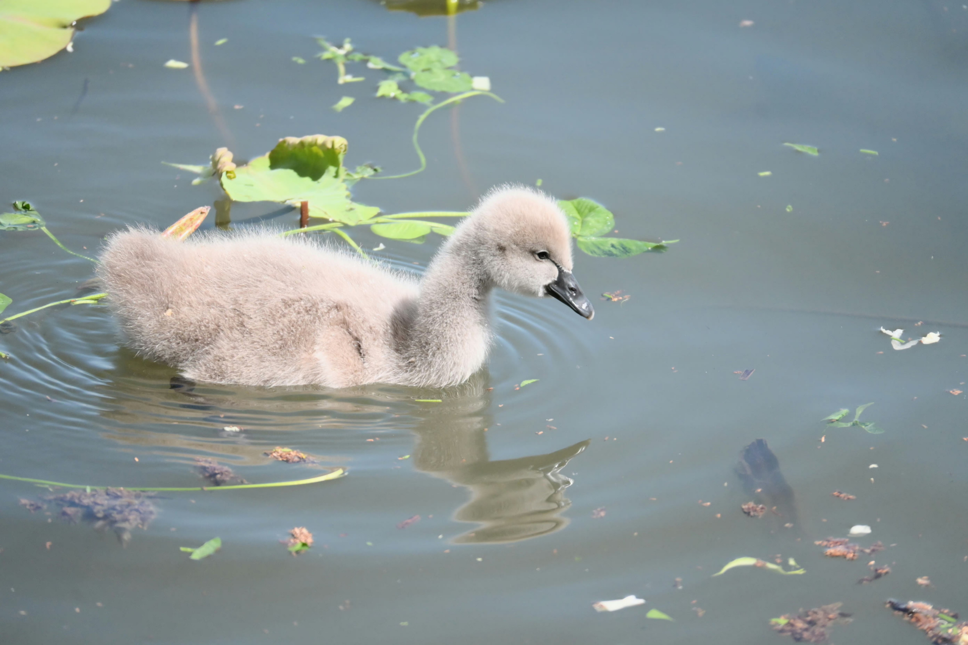 小天鹅宝宝,小时候毛茸茸的,也蛮好看的.