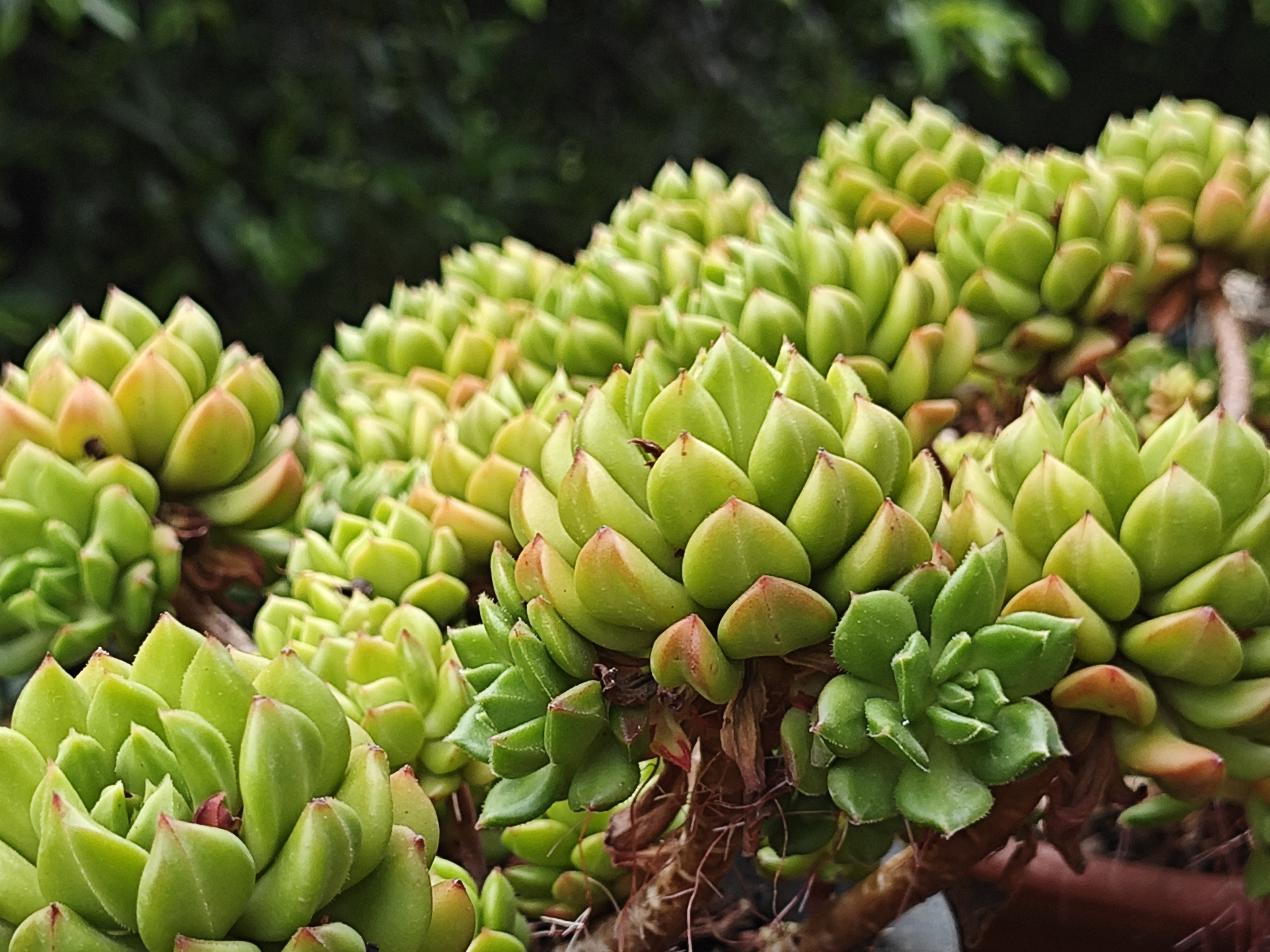 [左捂脸][左捂脸][左捂脸]  分享蓉姐露养的多肉,红灯笼,灿烂的球球