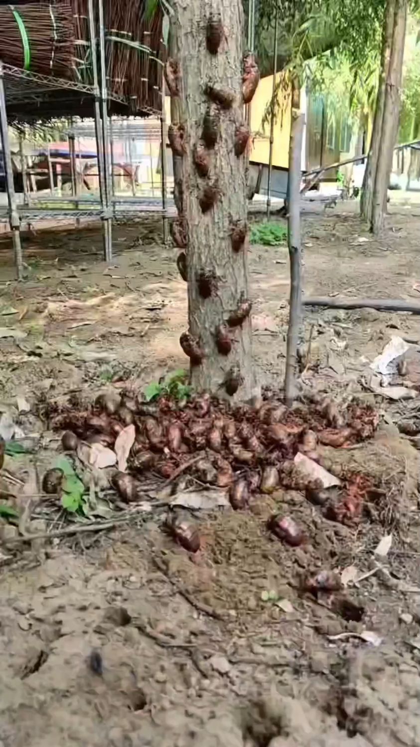 养金蝉 养知了猴金蝉幼苗,知了猴种子爬叉种卵活体蝉苗金蝉养殖