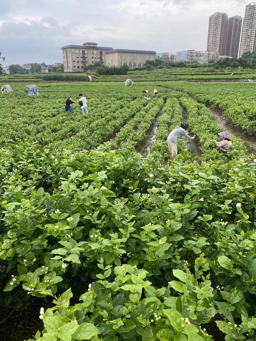 2023年,茉莉花种植面