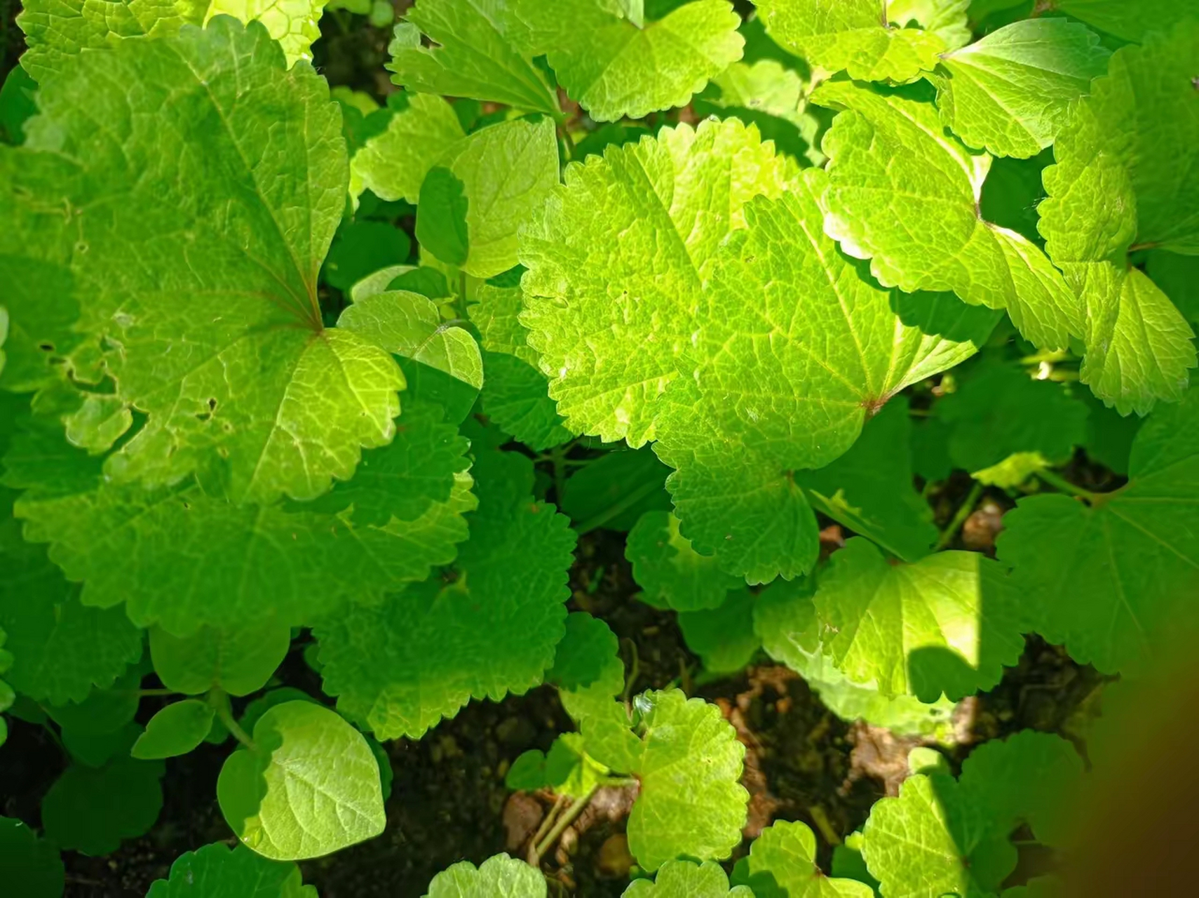 这是冬寒菜,在长沙吃过这个菜,用来做汤口感滑滑嫩嫩的,回到北方的家