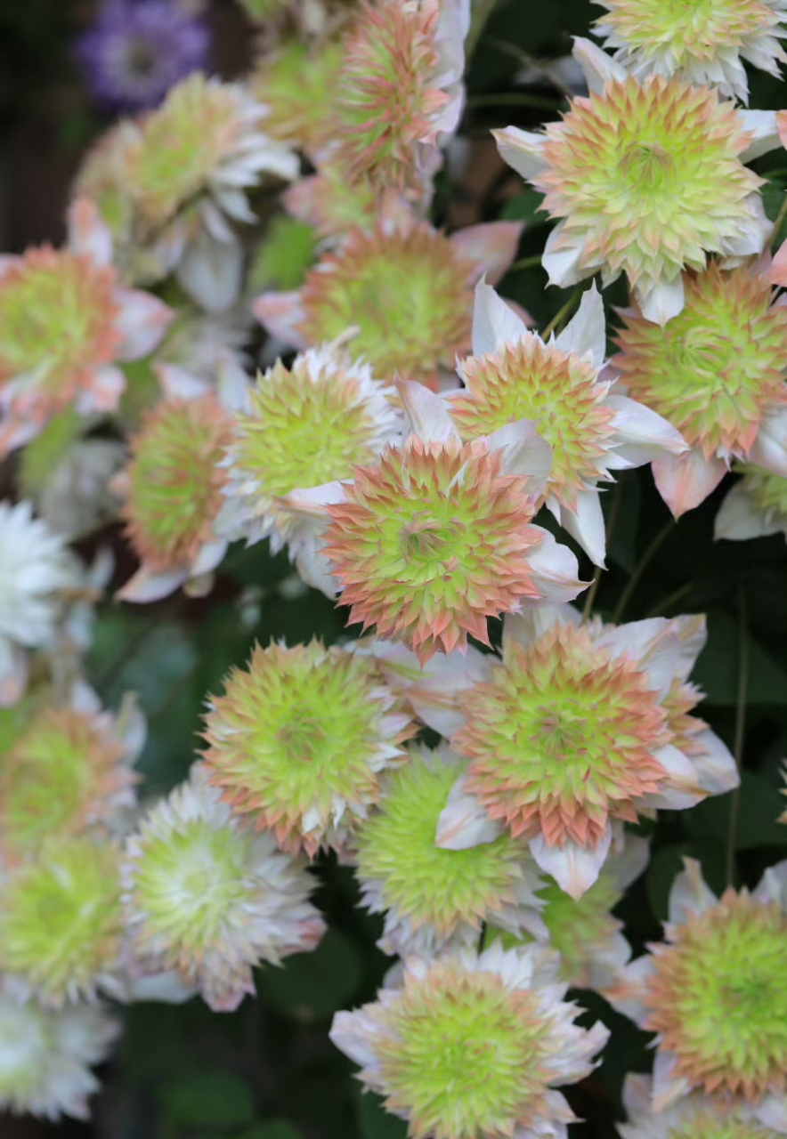 7515 铁线莲-昼天使,颜色越晒越好,阳光下会更好看些.