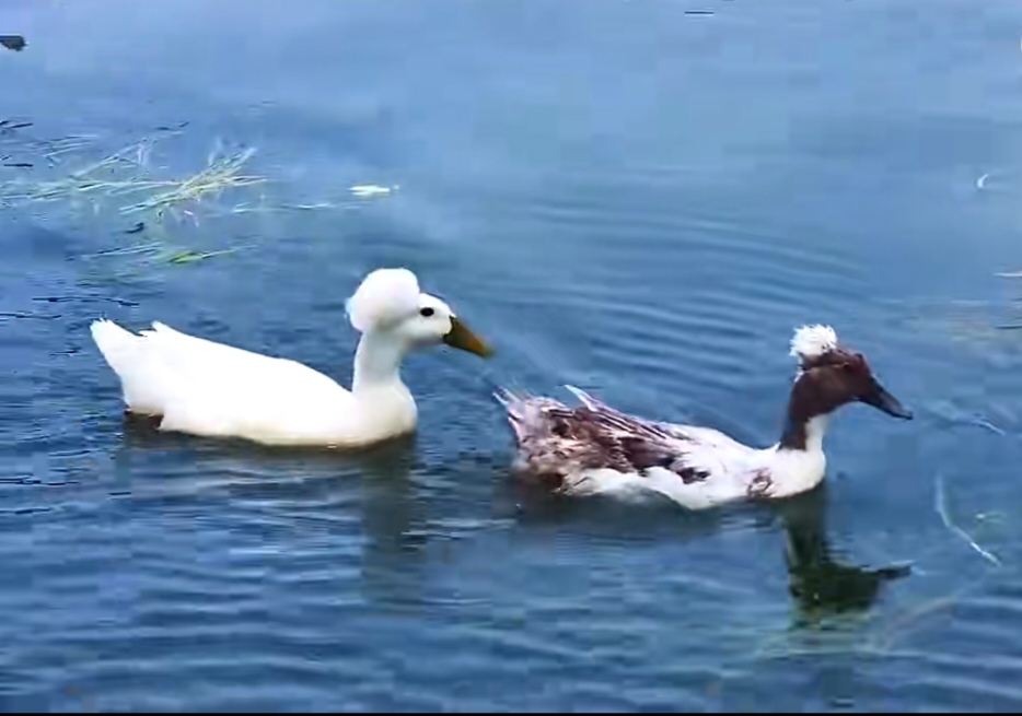 最近,南京好多景点都出现了一种梳着"爆炸头"的鸭子,学名叫"凤头白鸭"