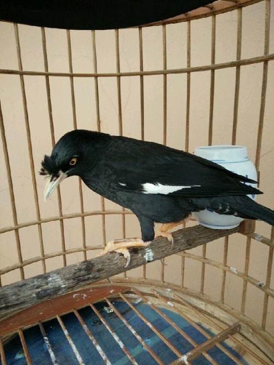 野外的黑八哥鸟,宠物分享!