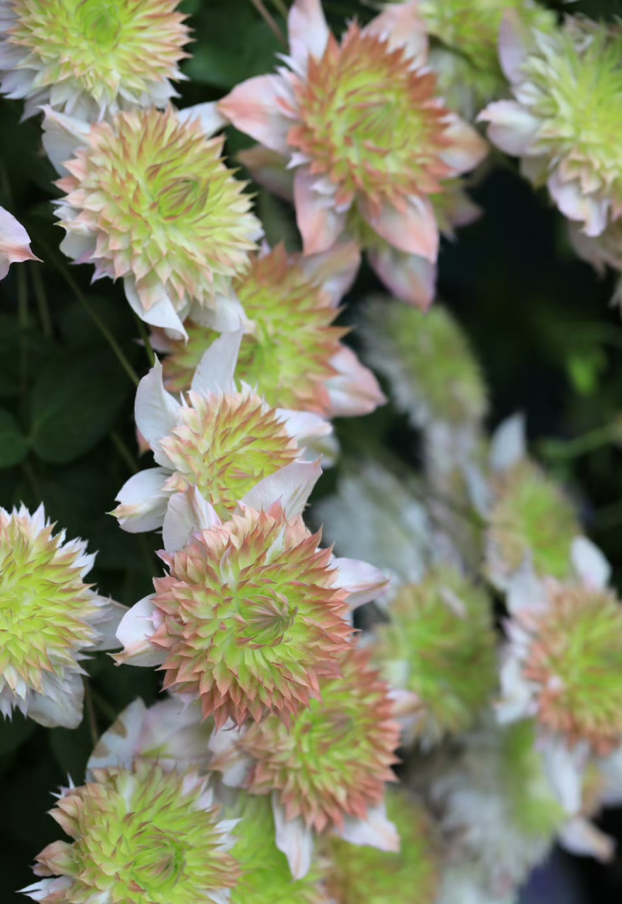 7515 铁线莲-昼天使,颜色越晒越好,阳光下会更好看些.