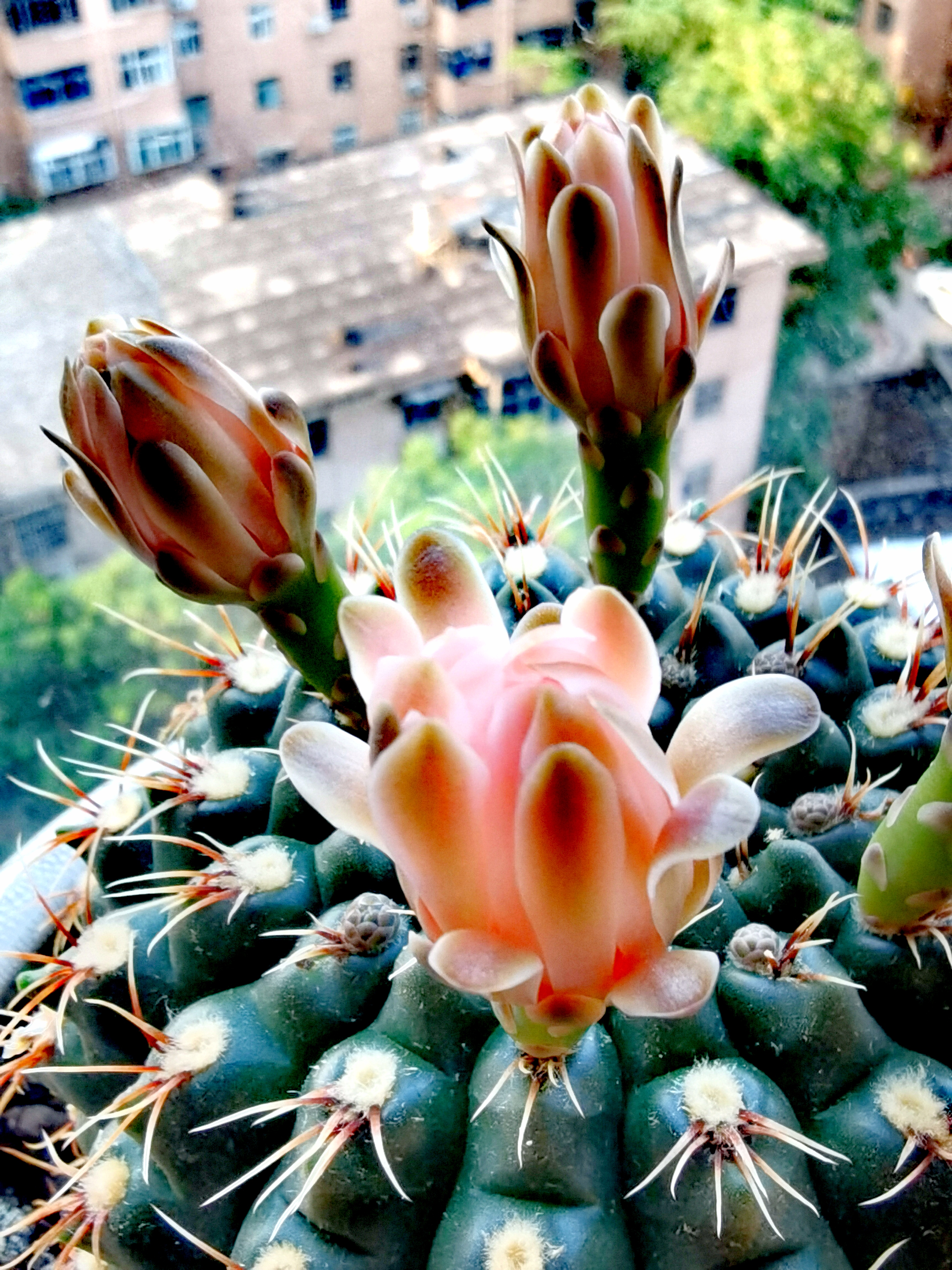 绯花玉仙人球花朵#花草种植