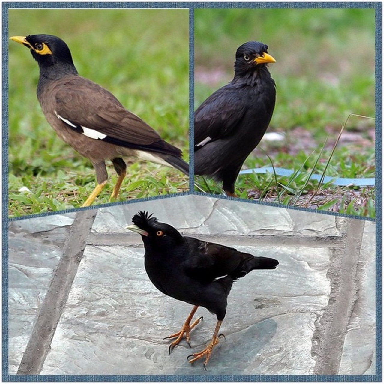 野外的黑八哥鸟,宠物分享!