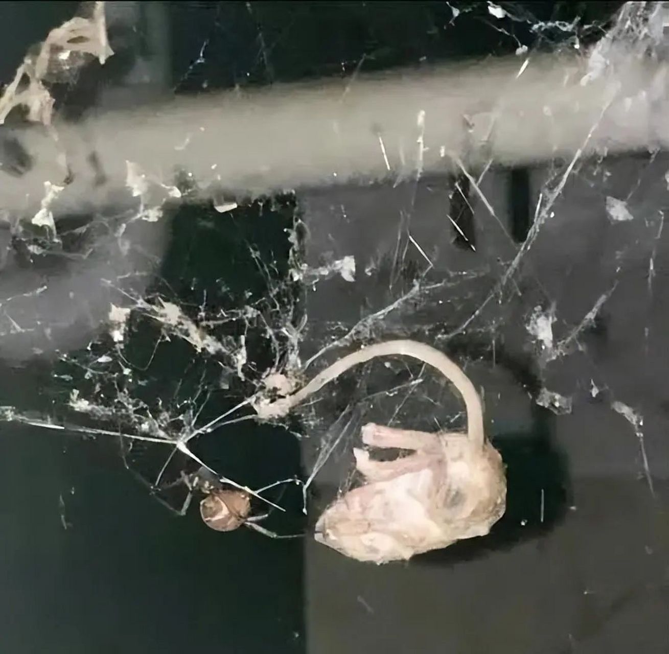 小蜘蛛捕食大蝴蝶,大老鼠