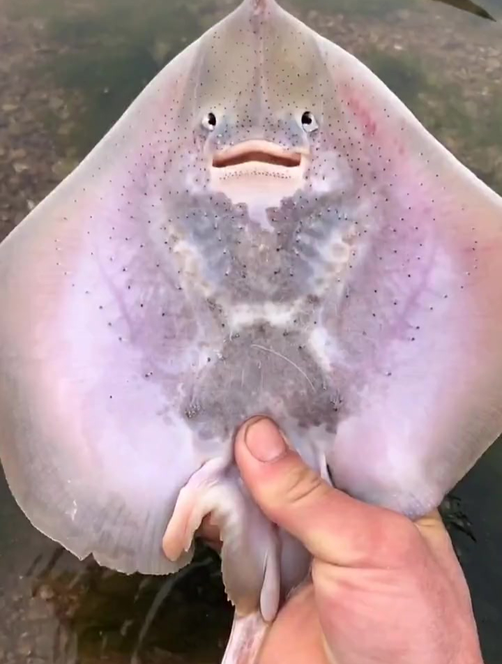 海边赶海抓海鲜,发现一只可爱的魔鬼鱼,还有许多奇怪的海洋生物